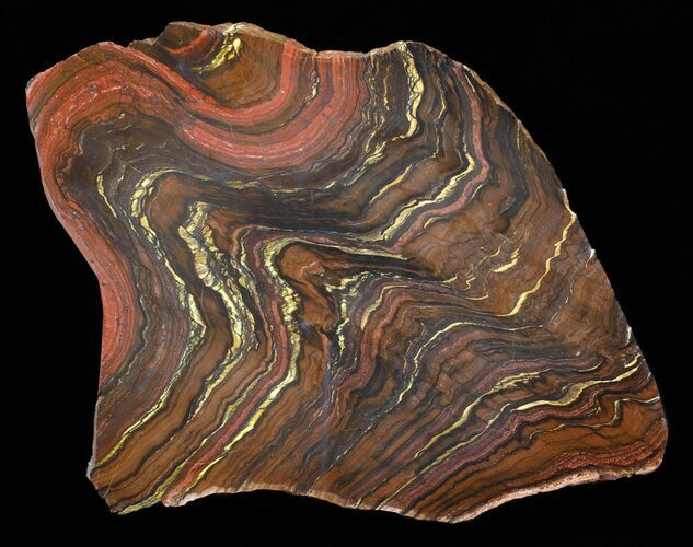Polished Tiger Iron Stromatolite - ( Billion Years) #63304